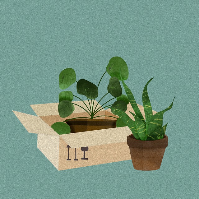 Free plants pots box illustration