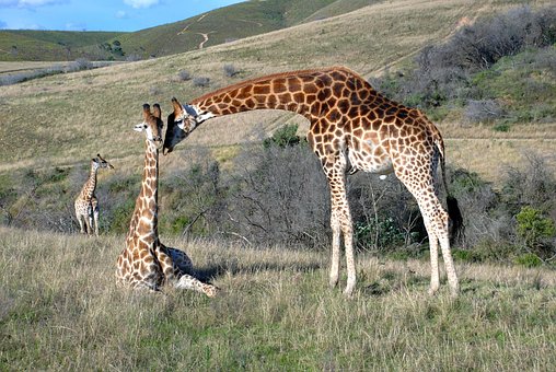 Giraffer, Giraf, Natur, Dyreliv, Dyr