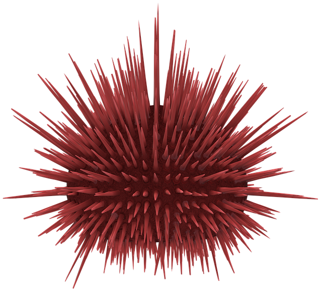 Free sea urchin spines prickly illustration