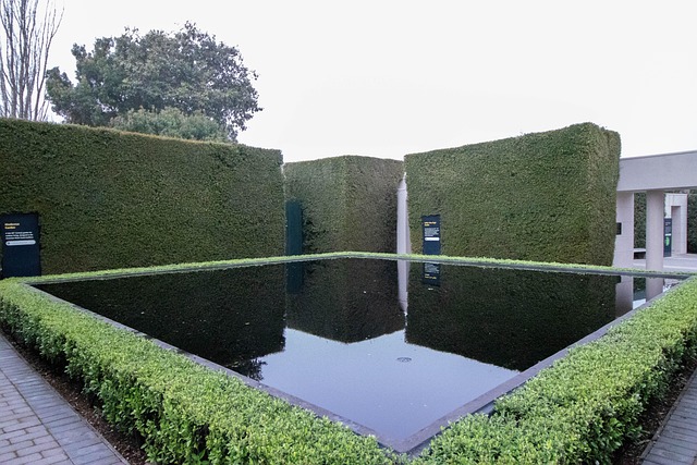 Vand, Træer, Dam