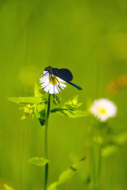 Natur, Blomst, Hvit, Gresset, Grønn