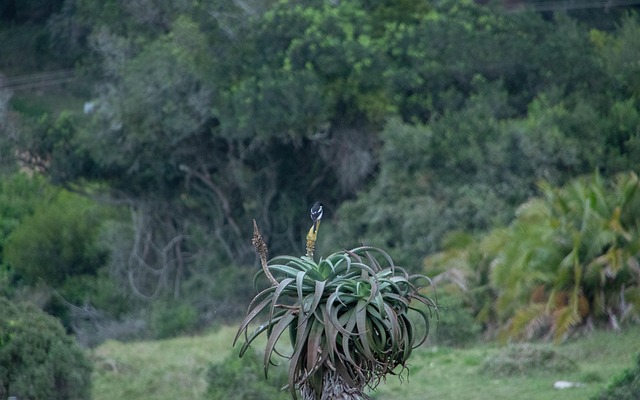 Fugl, Natur, Aloe
