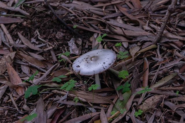 Champignon, Natur, Blade