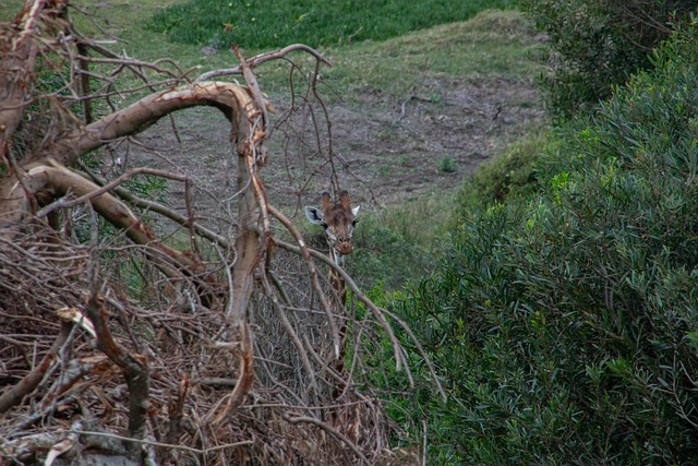 Natur, Giraf, Træer