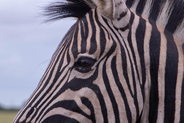 Zebra, Heste, Striber, Dyr, Natur