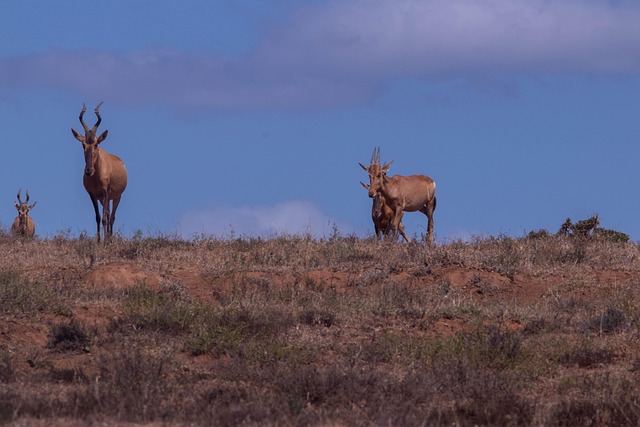Bukke, Antilope, Natur, Himmel, Dyr