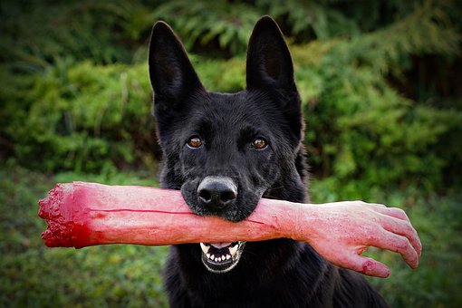 Hunden, Svart, Tysk Hyrde, Halloween
