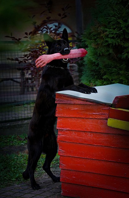 Hunden, Svart, Tysk Hyrde, Halloween