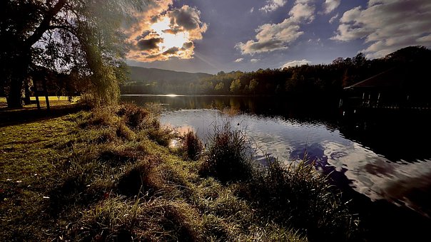 Natureza, Floresta, Panorama, Arvores