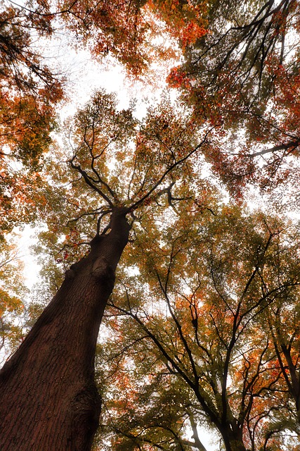 Cair, Natureza, Folhas, Floresta, Árvore