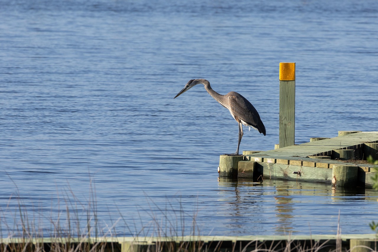 Vogel, Reiger, Blauwe Reiger, Dok, Blauw