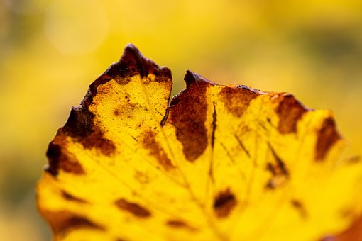 Free Leaf Yellow photo and picture