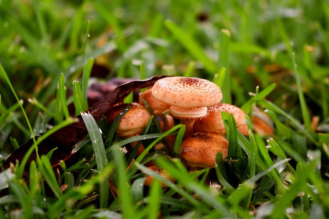 Free Mushroom Autumn photo and picture