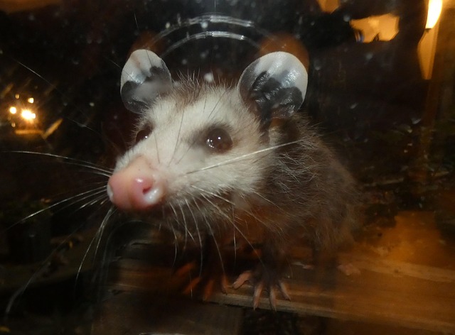 Free Animal Nature photo and picture