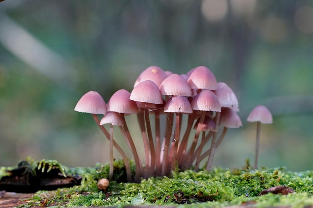Free Mycena Mushrooms photo and picture