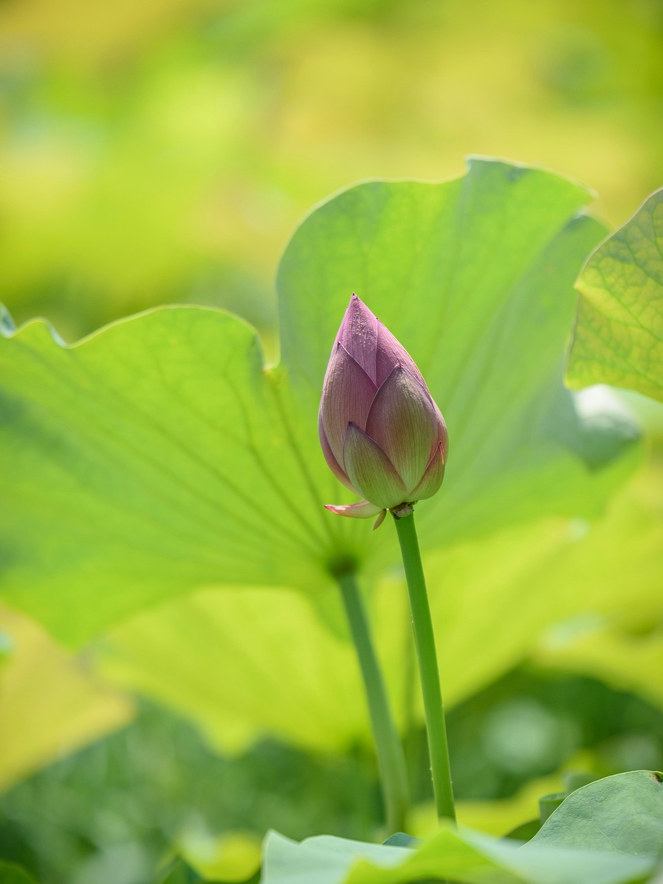 Lotus Pods Leaf Aquatic - Free photo on Pixabay