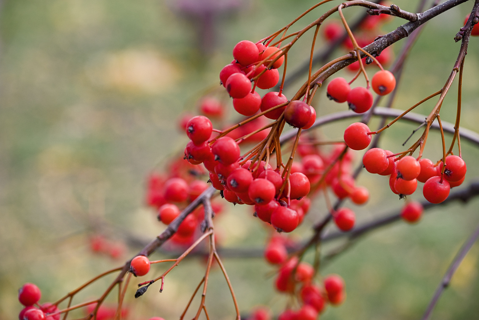 Download Tree, Autumn, Rowan. Royalty-Free Stock Illustration Image ...