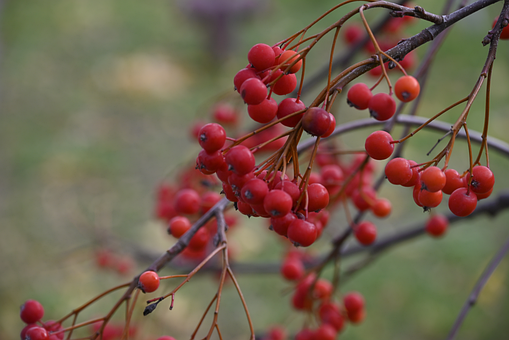 Jarzębina, Drzewo, Jesień, Herbst, Natur