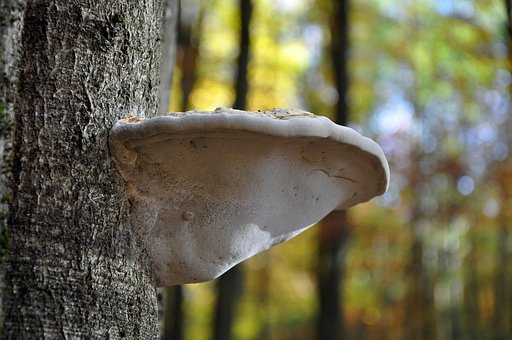 Nav, Champignon, Træ, Vækst, Natur, Skov