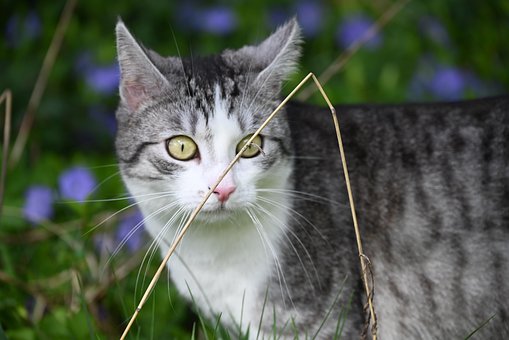Katze, Kotek, Zwiebel, Natur, Säugetier