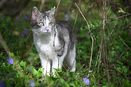 Kätzchen, Katze, Katzen, Natur, Tier