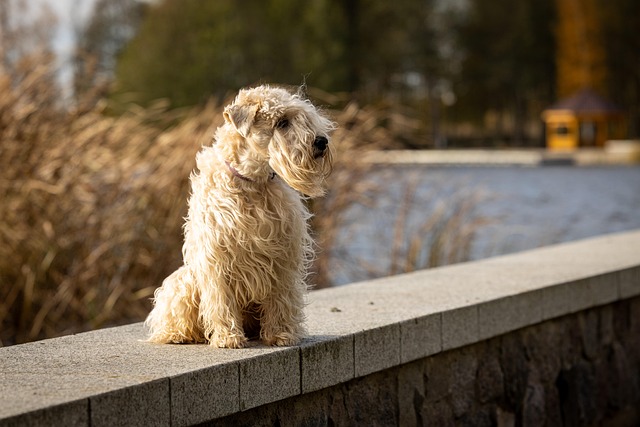 Hond, Huisdier, Herfst, Natuur