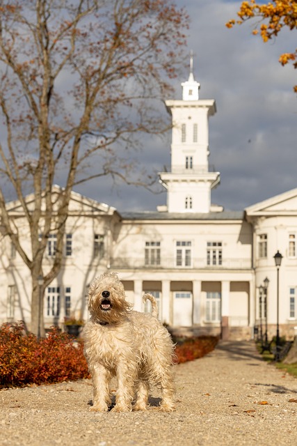 Hond, Herfst, Huisdier, Dier