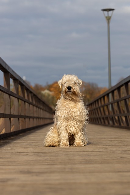 Hond, Brug, Dier, Zoogdier, Hoektand