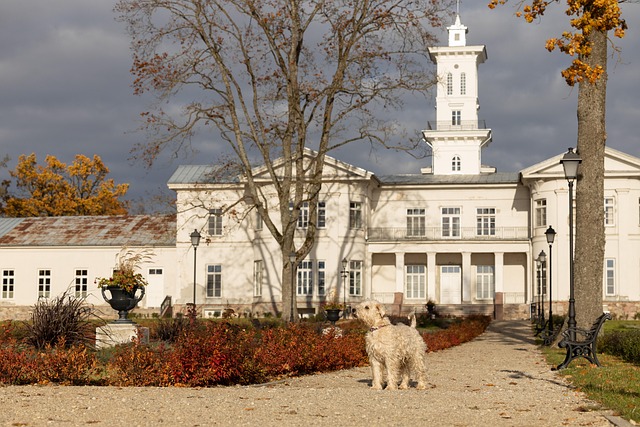 Hond, Herfst, Huisdier, Dier
