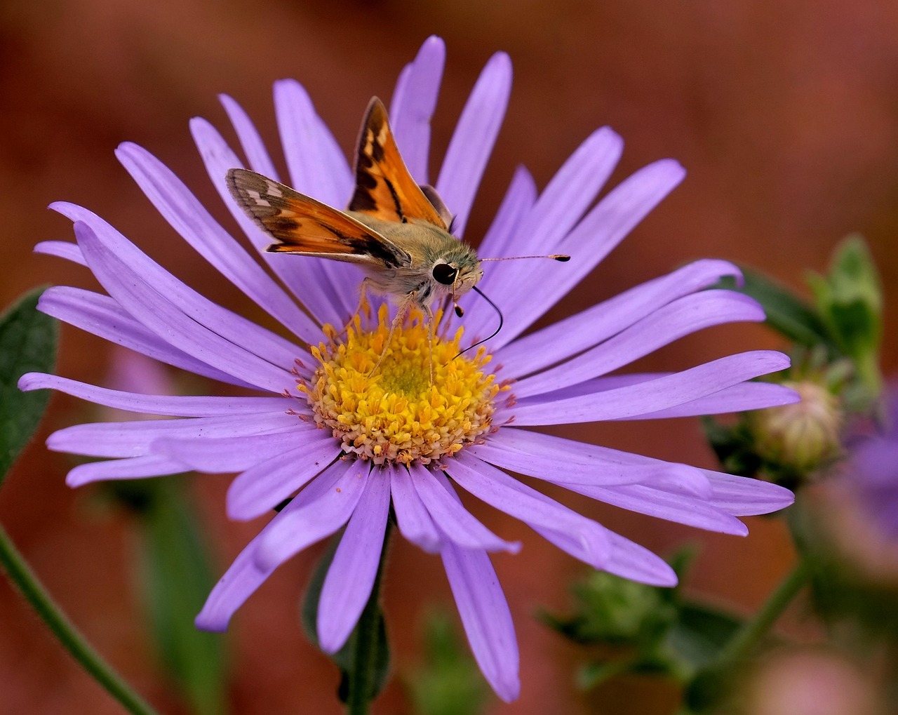 Moth Insect Wings - Free photo on Pixabay
