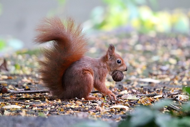 Download free HD stock image of Squirrel Tree Squirrel Free Squirrel Tree Squirrel photo and picture