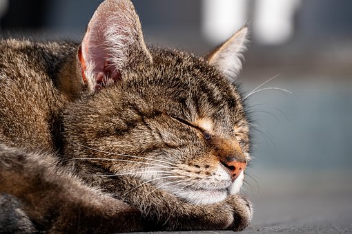 Gato, Gatito, Felino, Mascota, Mamífero
