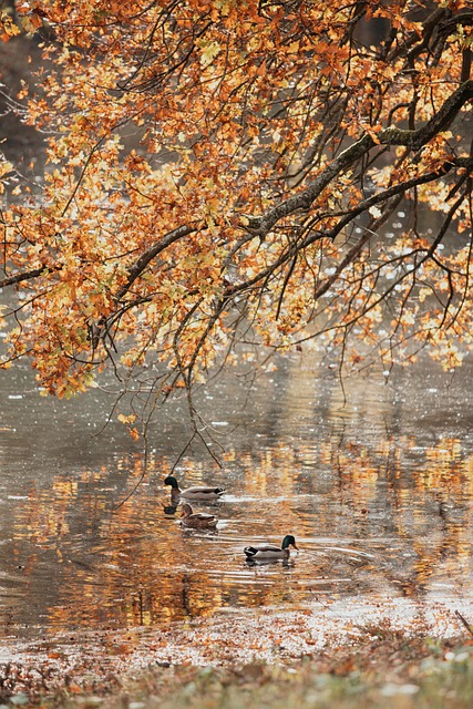 Bäume, Wald, Herbst, Tier, Tierwelt