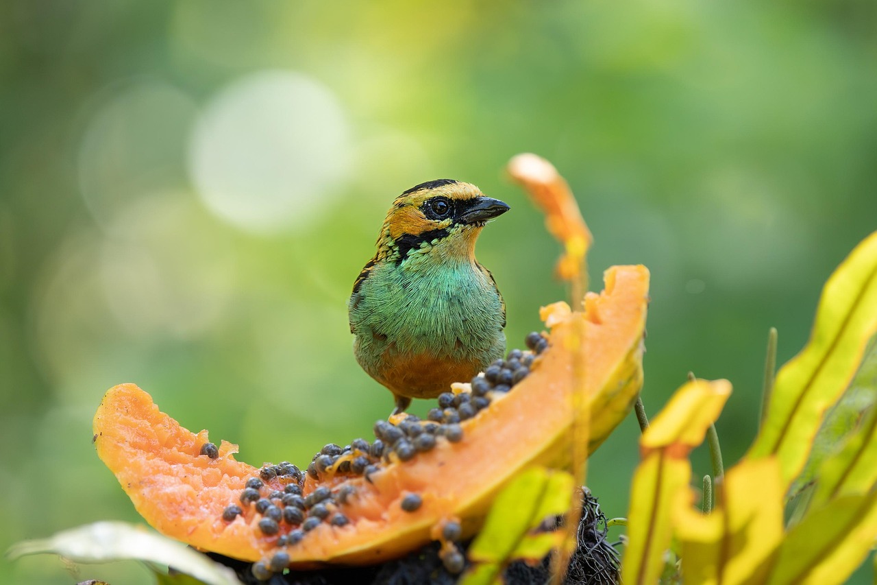 bird-9170229_1280.jpg