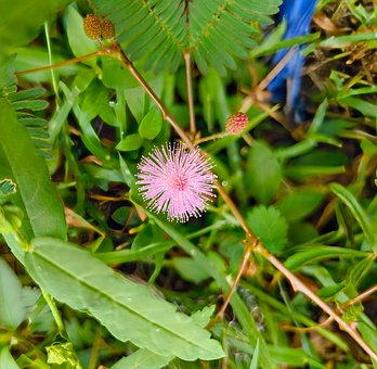 Free Flower Nature photo and picture