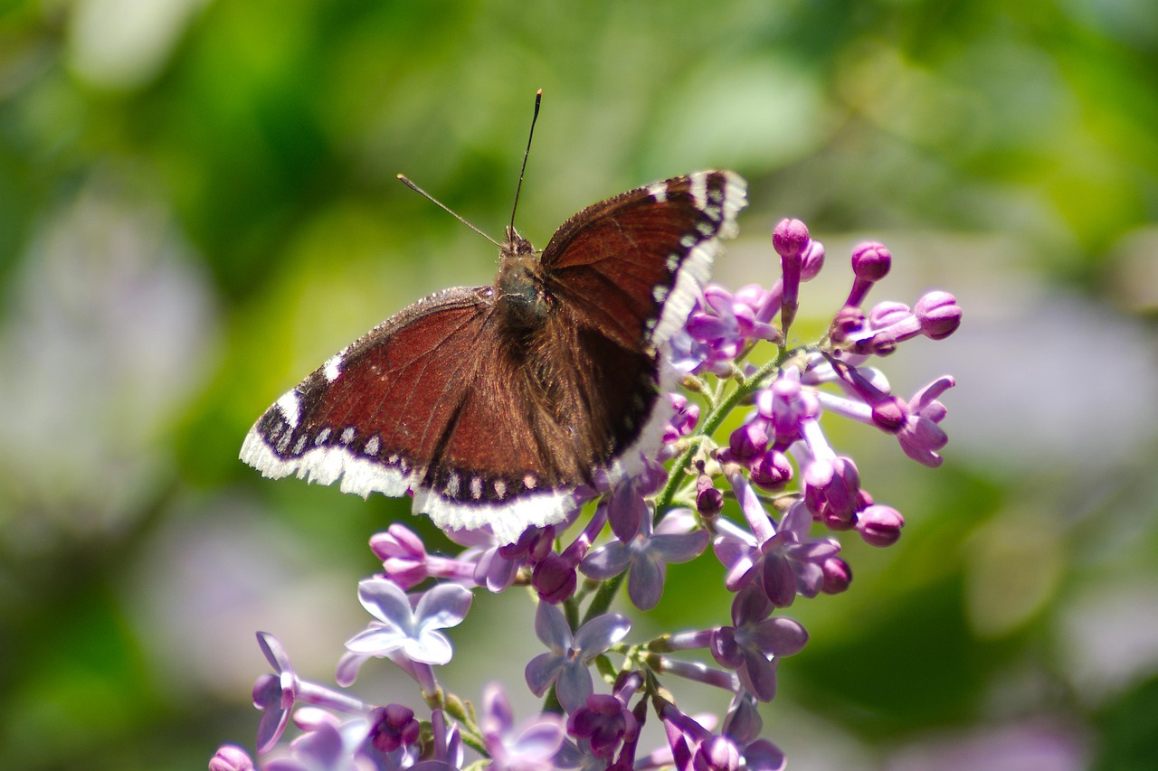 Mourning Cloak Butterfly Flowers - Free photo on Pixabay