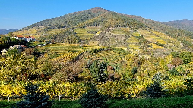 Herbst, Weinberg, Natur, Herbstfarben