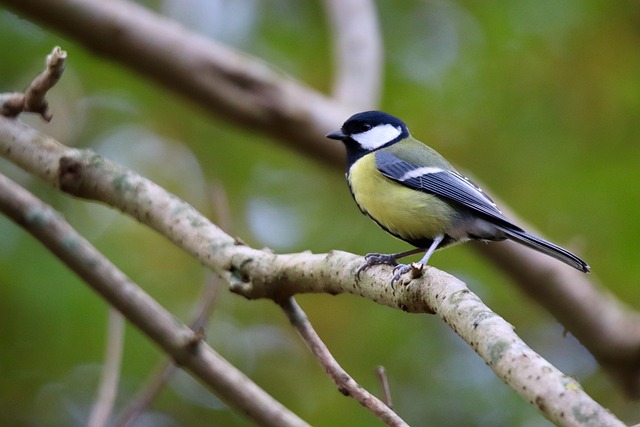 Free Great Tit Tit photo and picture