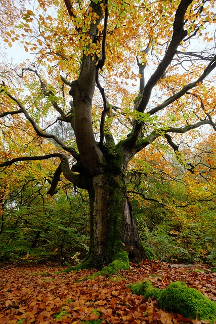 Skog, Bøk, Hutewald, Falle, Løvverk