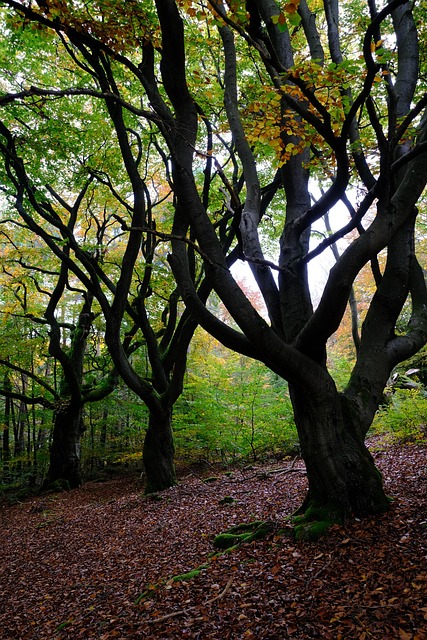 Skog, Bøk, Hutewald, Falle, Løvverk