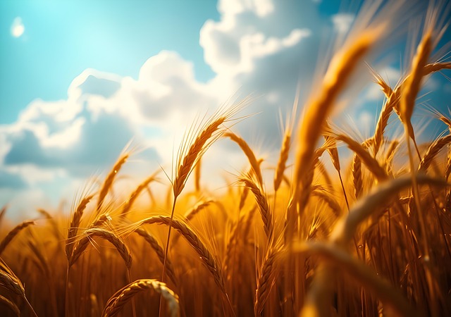 Ai Generado, Cebada, Trigo, Campo