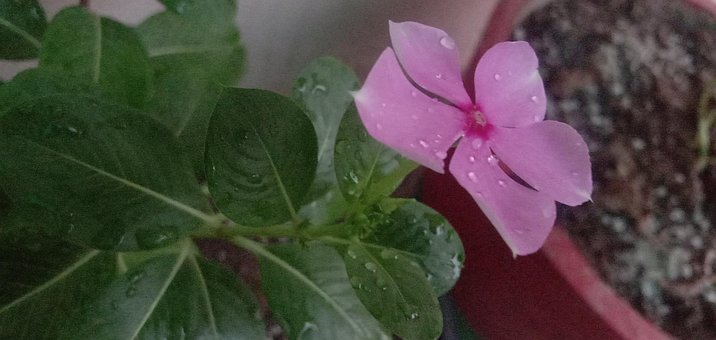 Free Flower Nature photo and picture