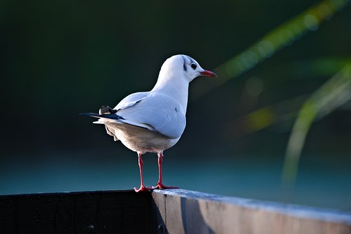 Free Seagull Bird photo and picture