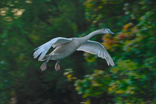 Free Swan Flying photo and picture