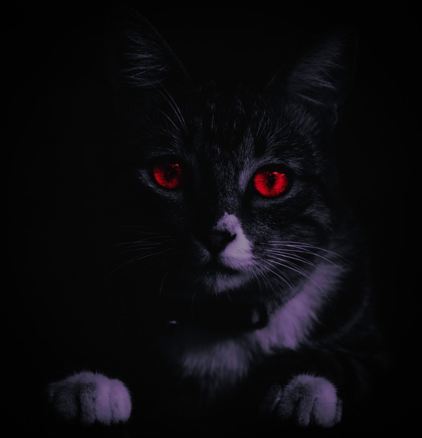 Katze, Tier, Haustier, Natur, Katzen