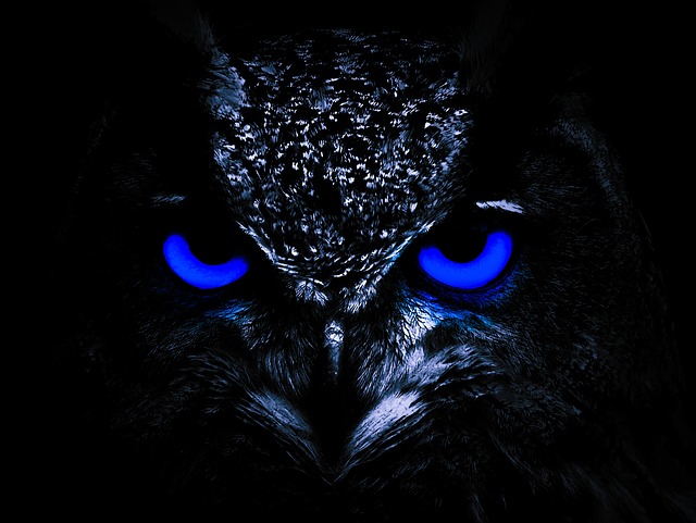 Eagle Sample Eagle Bird Nature - Free photo on Pixabay