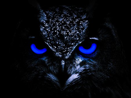 Adler, Vogel, Natur, Raubvogel, Tier