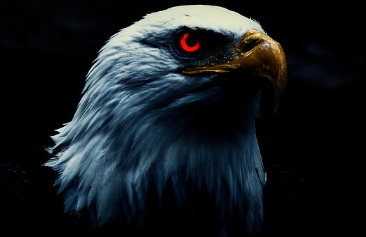 Adler, Vogel, Natur, Raubvogel, Tier