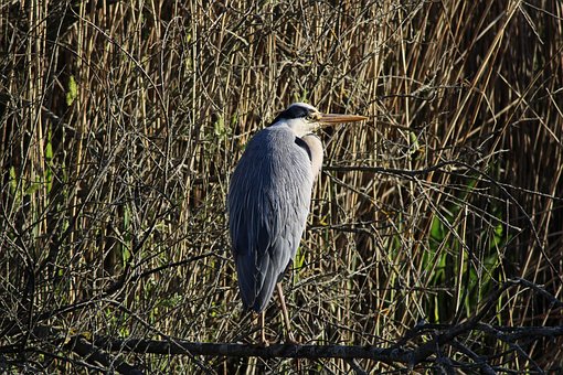 Free Heron Bird photo and picture