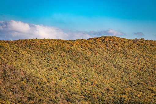 Herfst, Natuur, Bomen, Kleuren, Green
